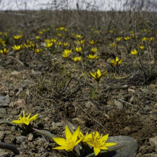 Tulipa dasystemon